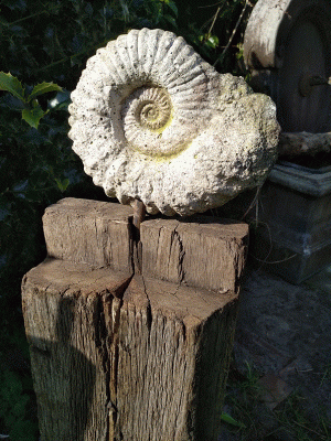 Ammonit klein auf Eichenbalken